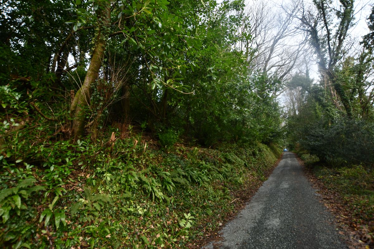 Woodland for sale Cardigan Ceredigion